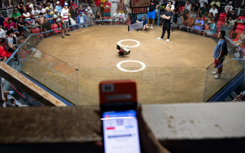 Live Sabong Philippine Cockfighting Arena Broadcast